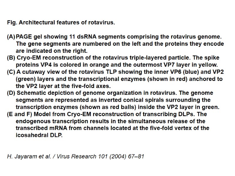 Fig. Architectural features of rotavirus.  PAGE gel showing 11 dsRNA segments comprising the